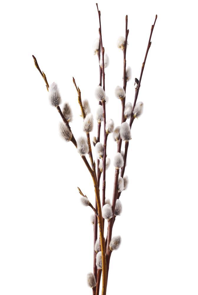 Pussy Willow - 36" (90cm) Stems