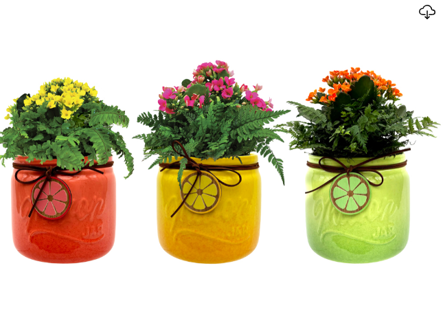 5.5"  Marguerite Potted In Decorative Pot (MARG101) - S4953