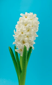 6" Hyacinth - White DISSVF