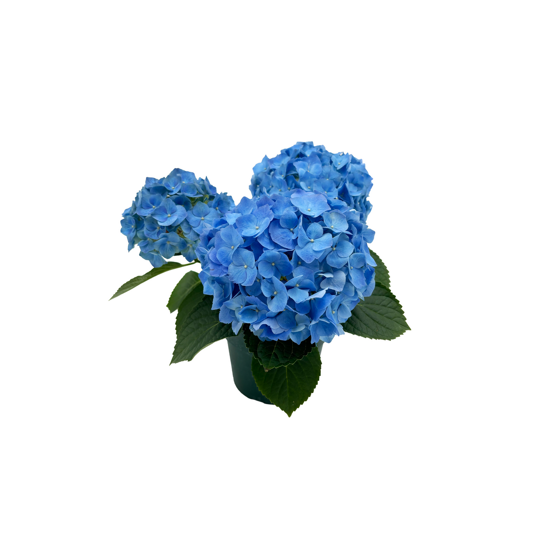 6" Hydrangea 3 Bloom Blue F1921