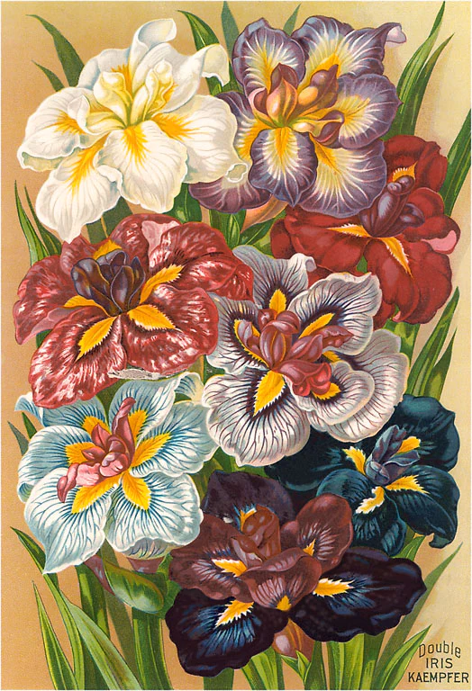 Found Image Press - FC-255 Postcard: Iris Seed Packet FC-00255-PC2001-M