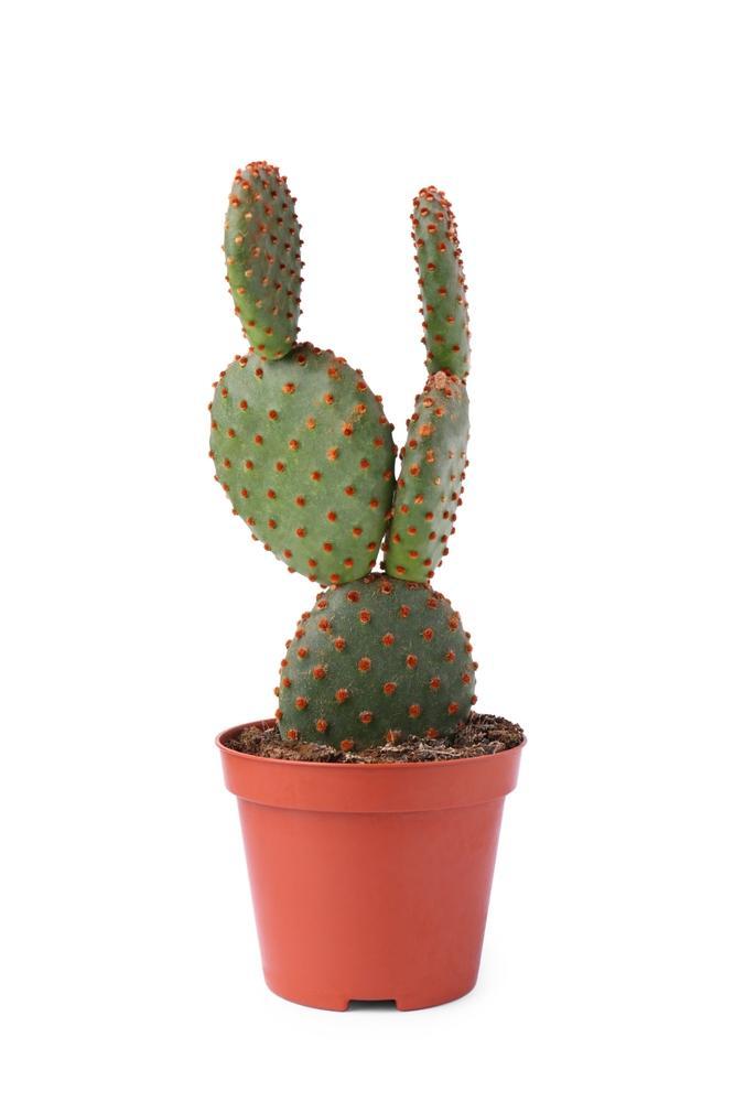 6"  Opuntia (Prickly Pear Cactus)