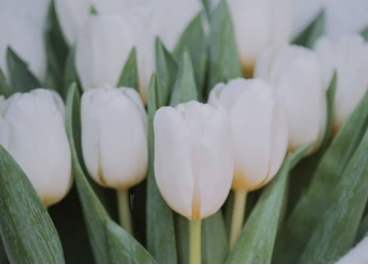 6" Tulip - White