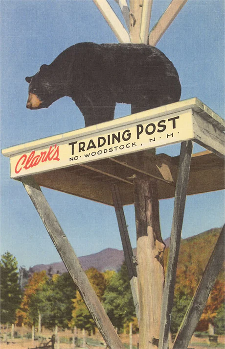 Found Image Press - NH-187 Postcard: Bear, Clark's Trading Post, Woodstock NH-00187-PC2001-M