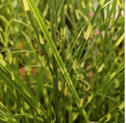 2G Miscanthus sinensis 'High Frequency'