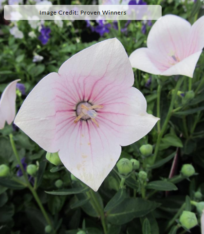 2G Platycodon Grandiflorus (Balloon Flower)  'Astra White' - 1015401
